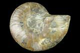 Cut & Polished Ammonite Fossil (Half) - Madagascar #166844-1